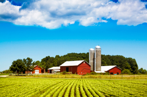 Farm Scene
